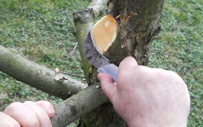 Obrezovanje sadnih dreves  (dvodnevni tečaj), Kranj, 14.2. in 15.2.2020