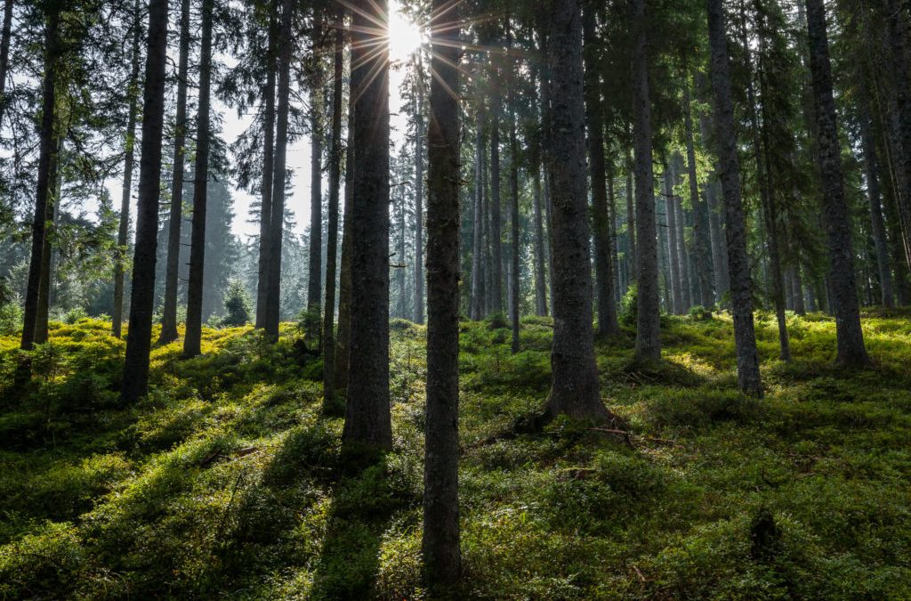 RESONANČNI LES–Prepoznavanje v gozdu, pravilen posek ter raznolike možnosti njegove uporabe, 3.9.2020 Bohinjska Bistrica