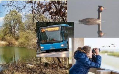 Z AVTOBUSOM IN PEŠ NA SPOZNAVANJE PTIC, ZGODBE MAMUTA IN DOMAČE DOBROTE  NA BOBOVŠKIH JEZERCIH