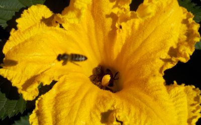 Življenje čebel in njihov pomen za človeka in naravo